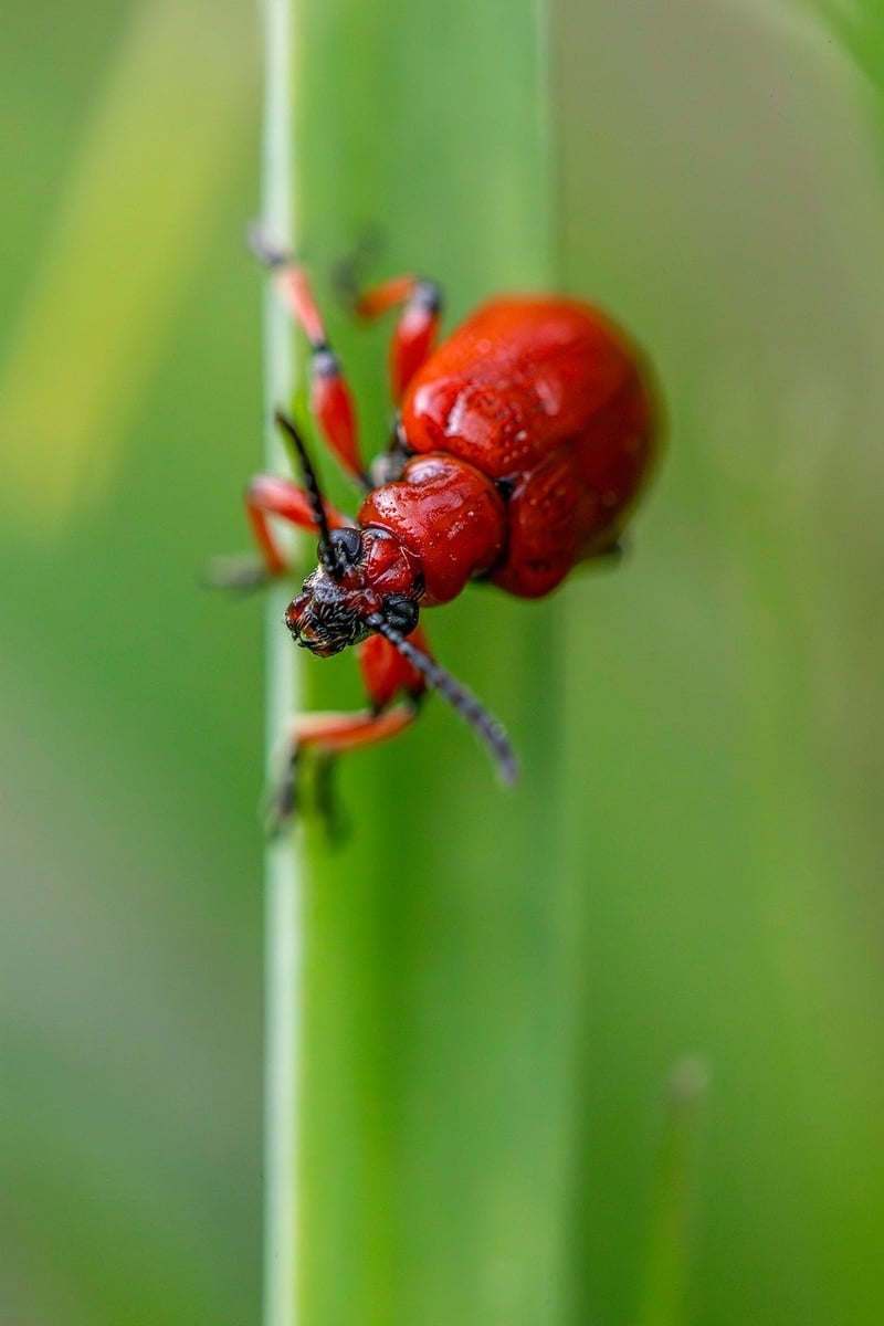 Pest control methods